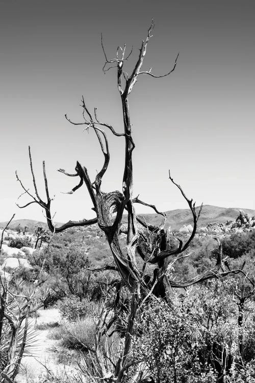 Black California Series - Dry Tree