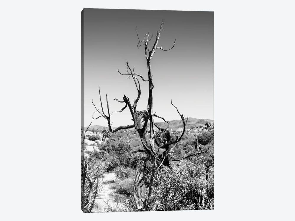 Black California Series - Dry Tree by Philippe Hugonnard 1-piece Canvas Print