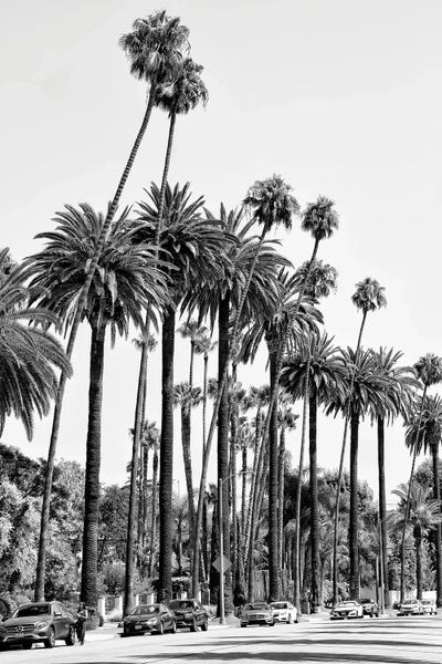 Los Angeles: Black California Series - L.A's Palm Trees by Philippe Hugonnard