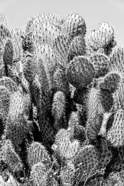 Cactus Stings by Philippe Hugonnard canvas print