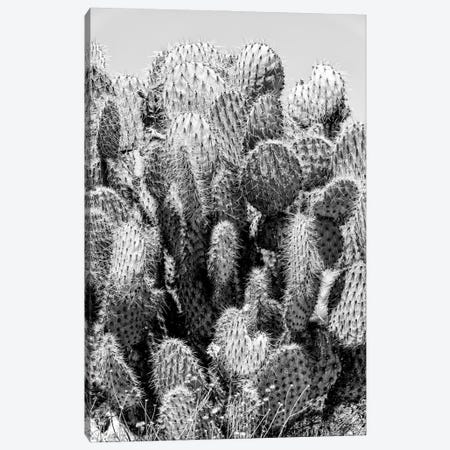 Black California Series - Cactus Stings Canvas Print #PHD1759} by Philippe Hugonnard Canvas Print