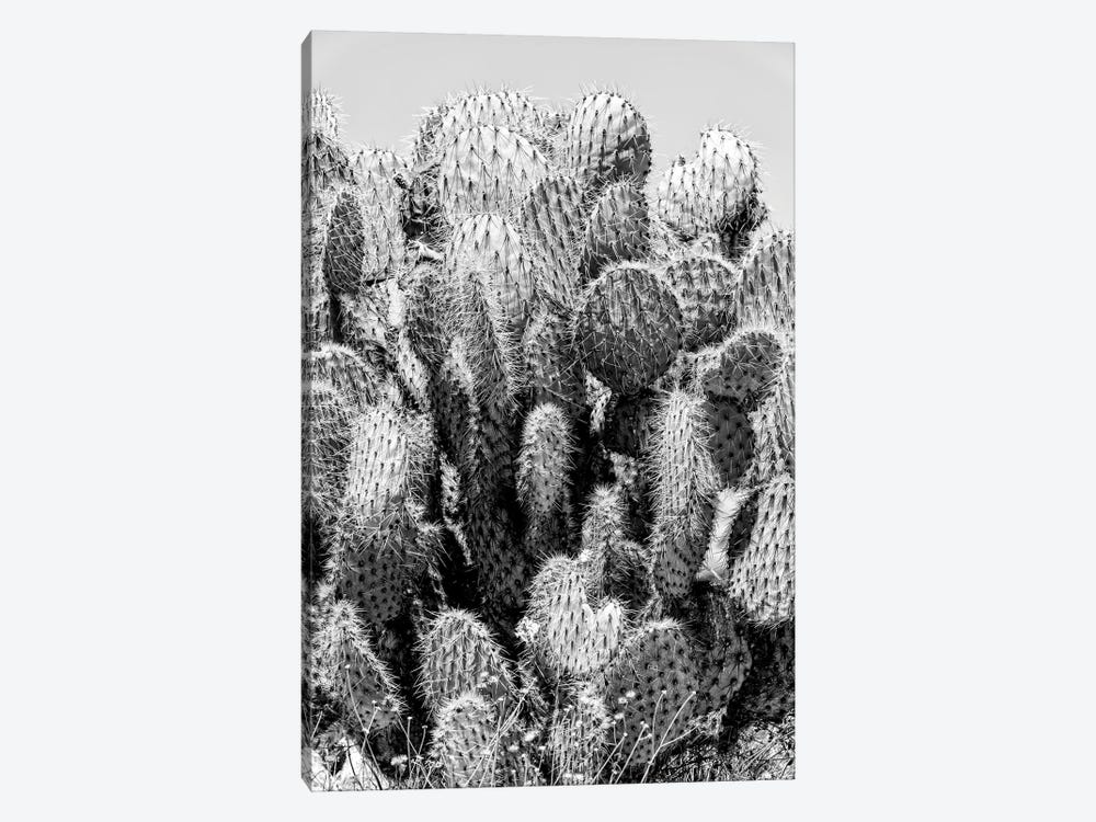 Black California Series - Cactus Stings by Philippe Hugonnard 1-piece Canvas Print