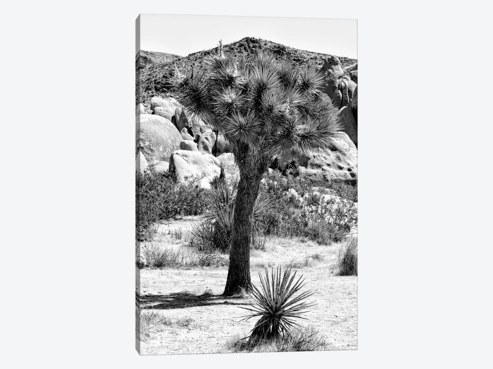 Black California Series - Joshua Tree In The Desert by Philippe Hugonnard 1-piece Canvas Art Print