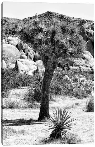 Black California Series - Joshua Tree In The Desert Canvas Art Print - All Black Collection