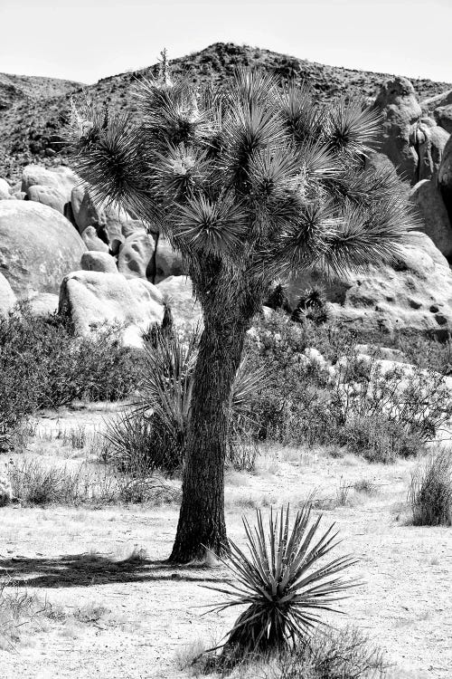 Black California Series - Joshua Tree In The Desert