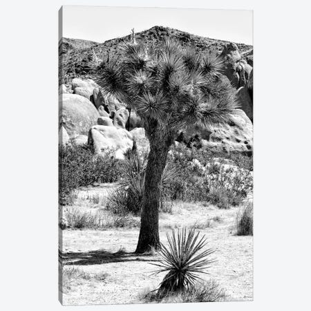 Black California Series - Joshua Tree In The Desert Canvas Print #PHD1766} by Philippe Hugonnard Canvas Art Print