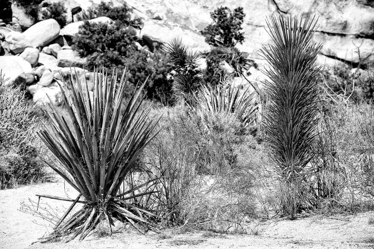 Black California Series - Desert Plants