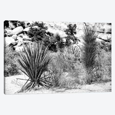 Black California Series - Desert Plants Canvas Print #PHD1771} by Philippe Hugonnard Canvas Art Print