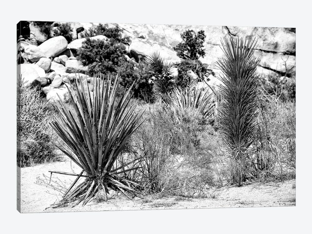 Black California Series - Desert Plants by Philippe Hugonnard 1-piece Canvas Art Print
