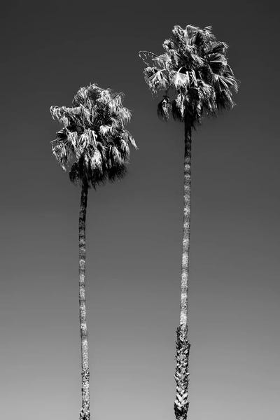 Beverly Hills Palm Trees by Philippe Hugonnard canvas print