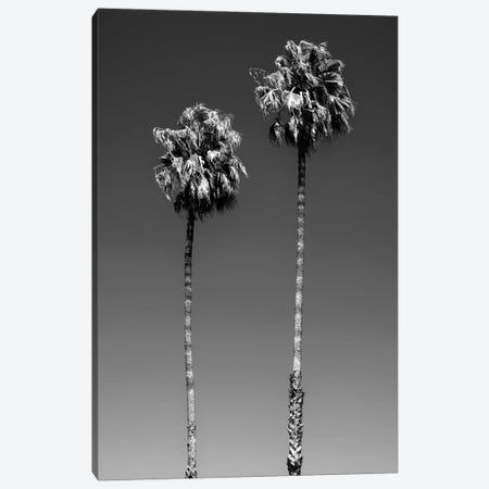 Black California Series - Beverly Hills Palm Trees Canvas Print #PHD1773} by Philippe Hugonnard Canvas Print