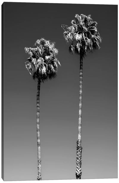 Black California Series - Beverly Hills Palm Trees Canvas Art Print - All Black Collection