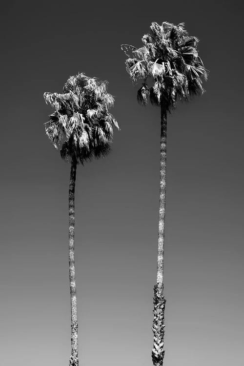 Black California Series - Beverly Hills Palm Trees