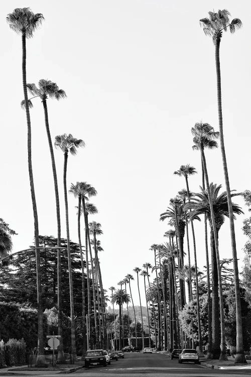 Black California Series - Palm Tree-Lined Street In Beverly Hills