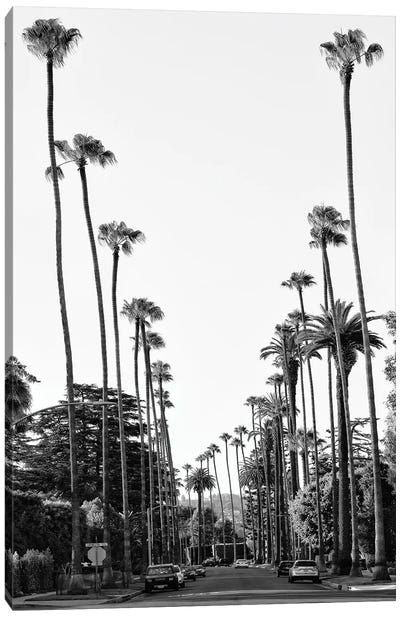 Black California Series - Palm Tree-Lined Street In Beverly Hills Canvas Art Print - Beverly Hills