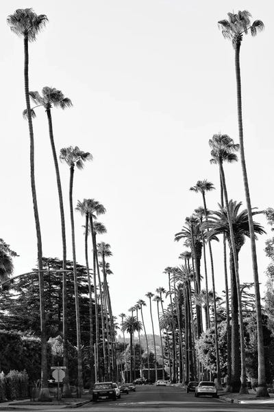 Palm Tree-Lined Street In Beverly Hills