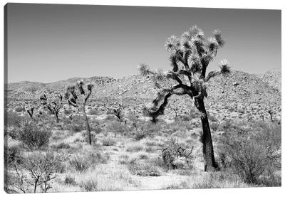 Black California Series - Joshua Trees Desert Canvas Art Print - All Black Collection
