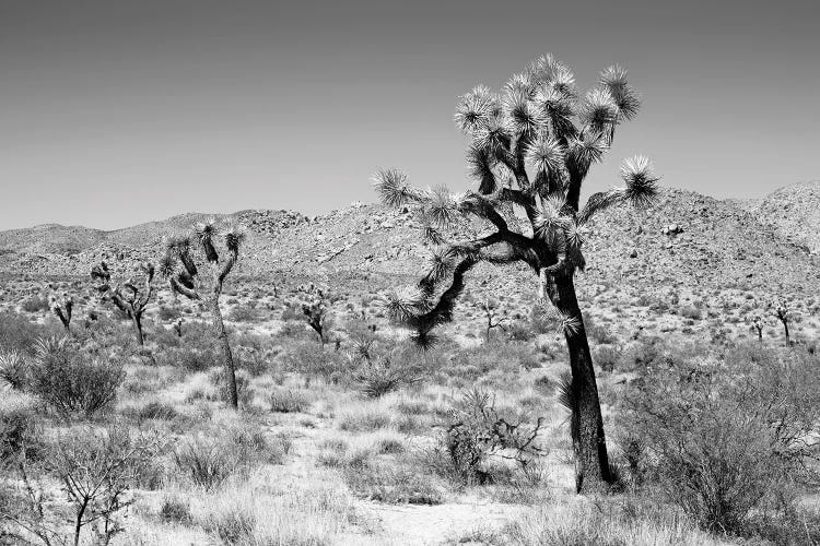 Black California Series - Joshua Trees Desert