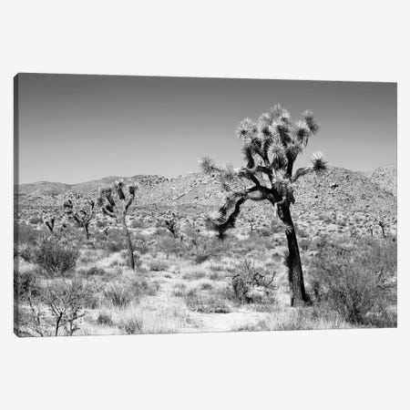 Black California Series - Joshua Trees Desert Canvas Print #PHD1775} by Philippe Hugonnard Canvas Art