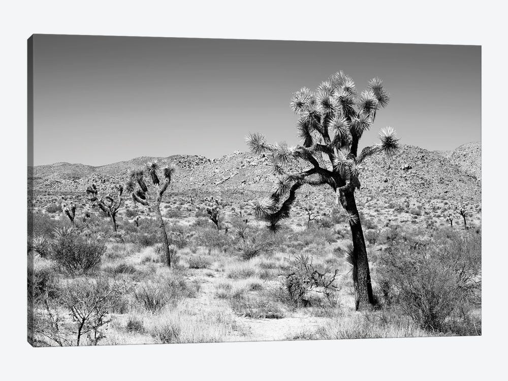 Black California Series - Joshua Trees Desert by Philippe Hugonnard 1-piece Canvas Print