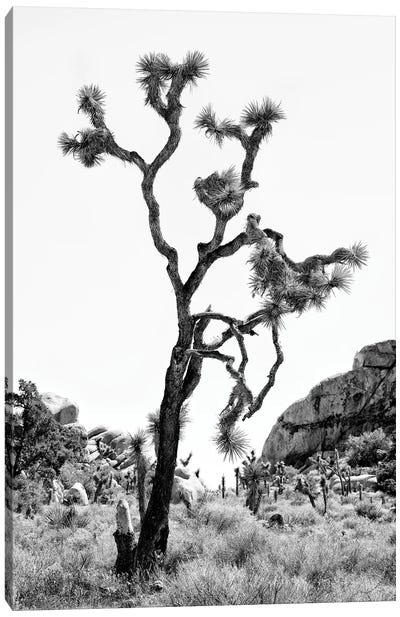 Black California Series - The Joshua Tree Canvas Art Print - All Black Collection