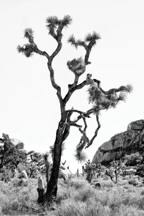 Black California Series - The Joshua Tree