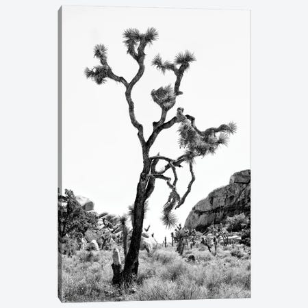 Black California Series - The Joshua Tree Canvas Print #PHD1777} by Philippe Hugonnard Canvas Artwork