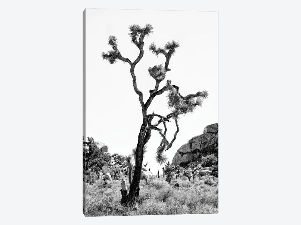 Black California Series - The Joshua Tree by Philippe Hugonnard 1-piece Art Print