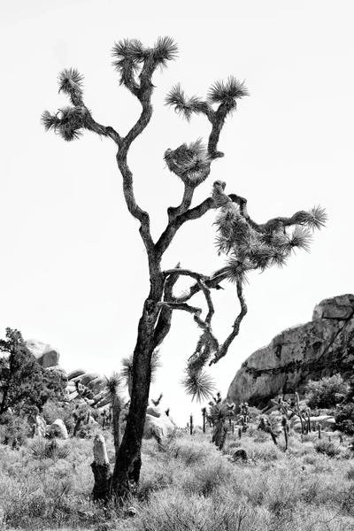 Joshua Tree National Park: The Joshua Tree by Philippe Hugonnard