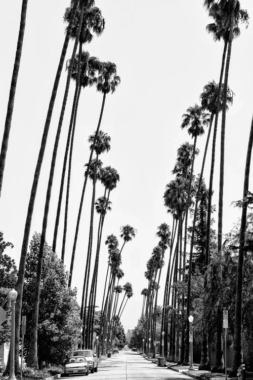 Black California Series - Palm Trees Road