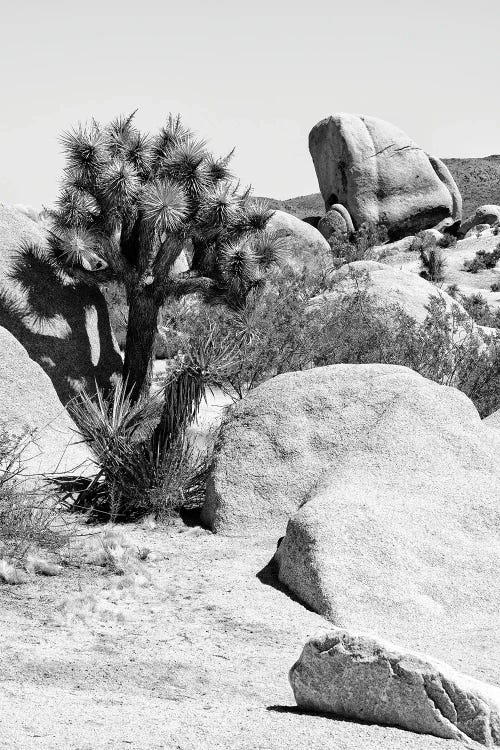 Black California Series - Joshua Tree Bouldering