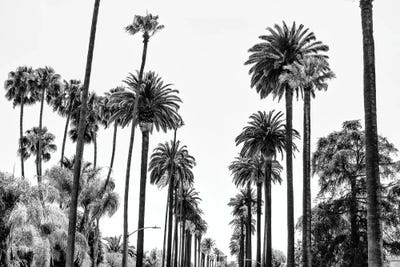 Black California Series - L.A Palm Alley by Philippe Hugonnard canvas print