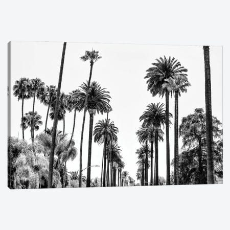 Black California Series - L.A Palm Alley Canvas Print #PHD1783} by Philippe Hugonnard Canvas Art
