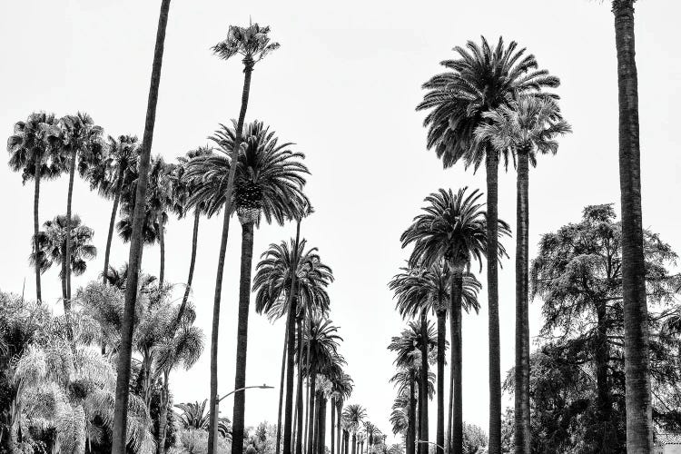 Black California Series - L.A Palm Alley