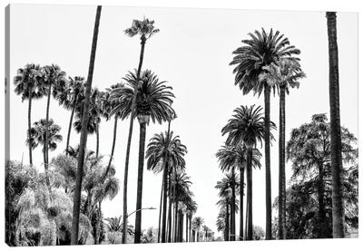 Black California Series - L.A Palm Alley Canvas Art Print - All Black Collection