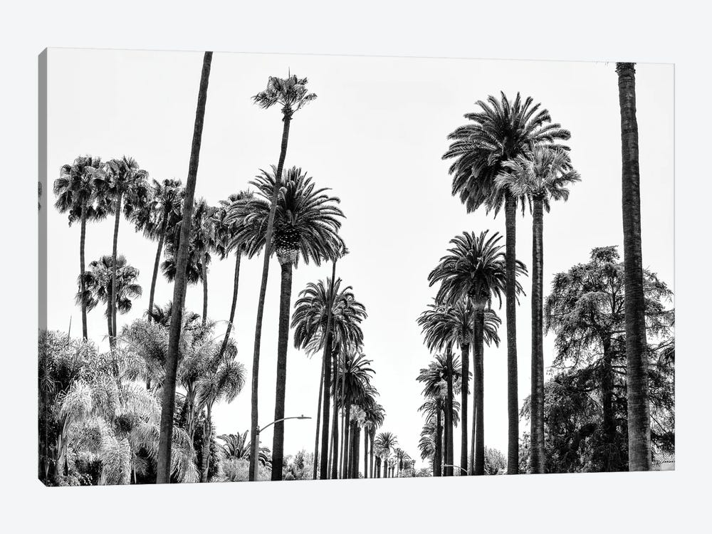 Black California Series - L.A Palm Alley by Philippe Hugonnard 1-piece Canvas Wall Art