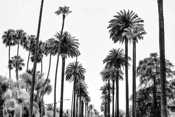Los Angeles: Black California Series - L.A Palm Alley by Philippe Hugonnard