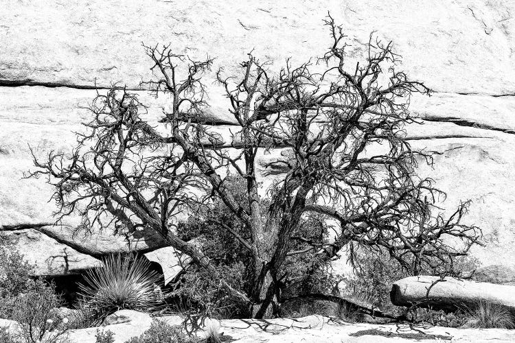 Black California Series - Desert Tree