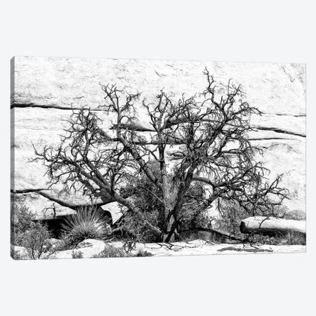 Black California Series - Desert Tree Canvas Print #PHD1784} by Philippe Hugonnard Art Print