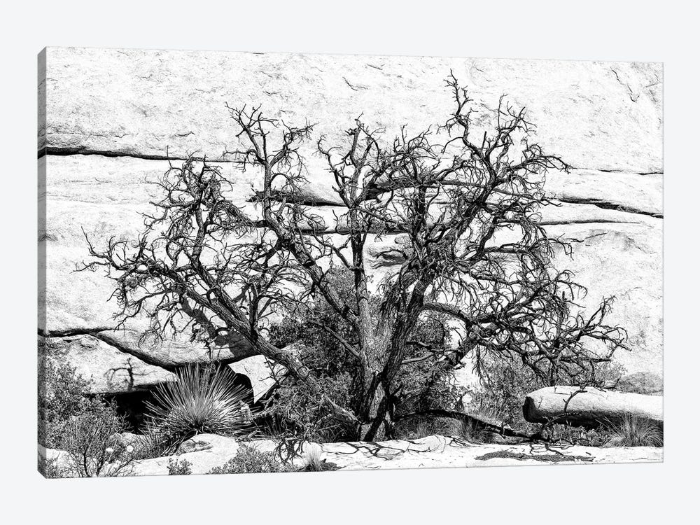 Black California Series - Desert Tree by Philippe Hugonnard 1-piece Canvas Art Print
