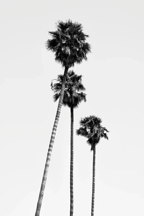 Black California Series - Hollywood Palm Trees