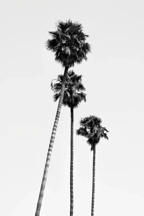 Hollywood Palm Trees
