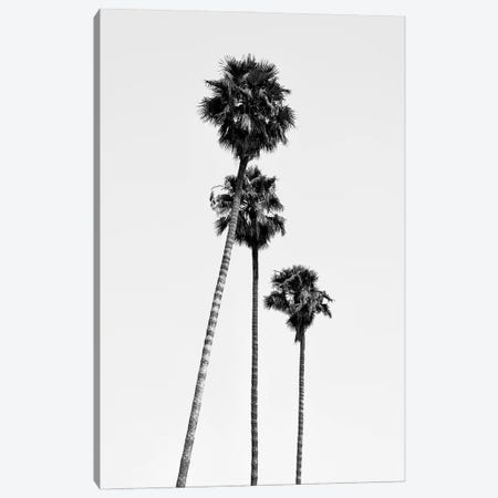 Black California Series - Hollywood Palm Trees Canvas Print #PHD1785} by Philippe Hugonnard Art Print