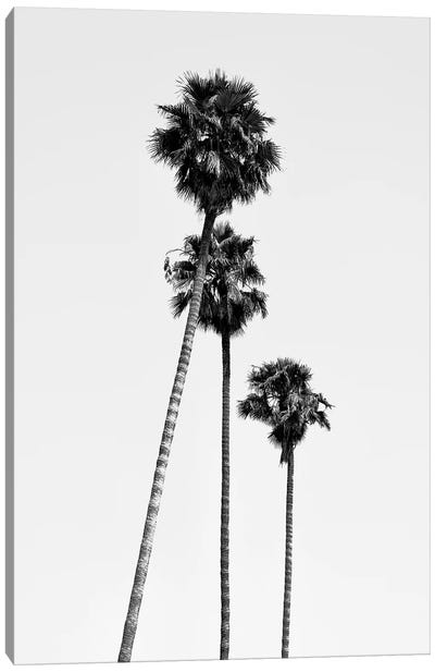 Black California Series - Hollywood Palm Trees Canvas Art Print - Los Angeles Art