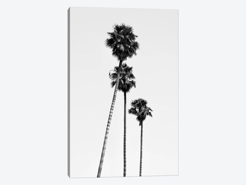 Black California Series - Hollywood Palm Trees by Philippe Hugonnard 1-piece Canvas Artwork