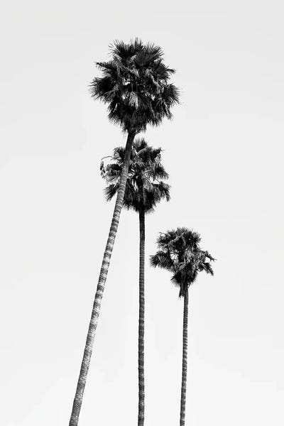 Los Angeles: Hollywood Palm Trees by Philippe Hugonnard