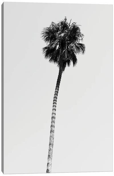 Black California Series - Hollywood Palm Tree Canvas Art Print - All Black Collection