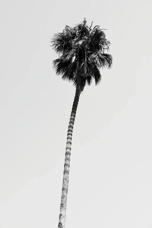 Black California Series - Hollywood Palm Tree