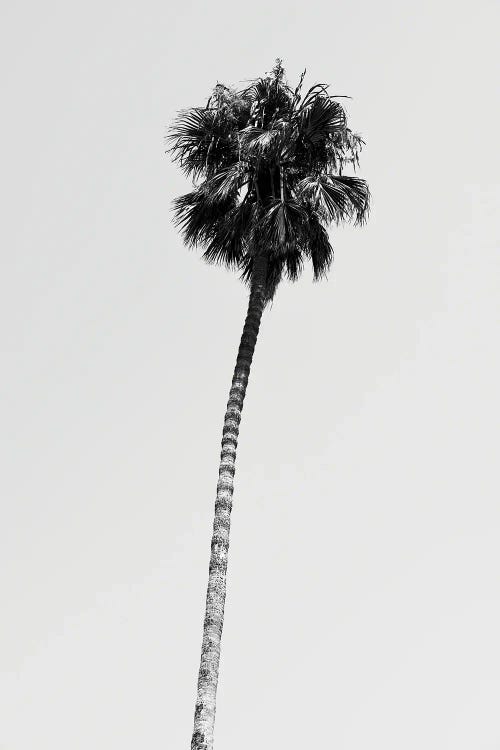 Hollywood Palm Tree