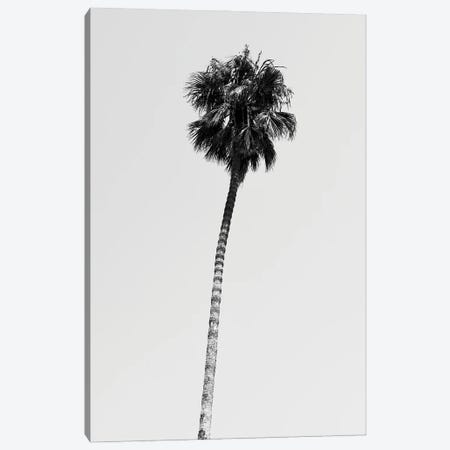 Black California Series - Hollywood Palm Tree Canvas Print #PHD1786} by Philippe Hugonnard Canvas Print